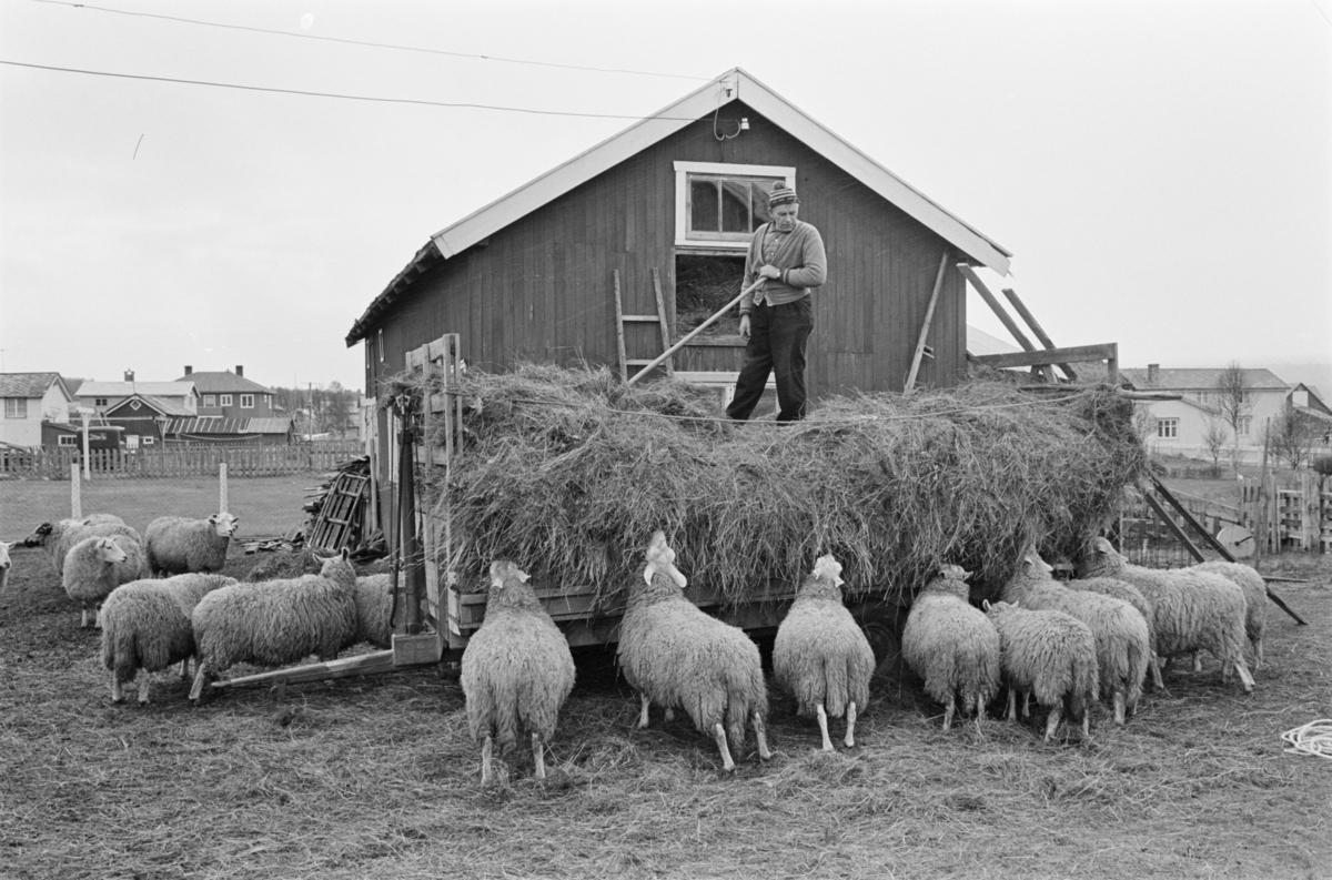 En mann arbeider med høy i en høyvogn, mens en flokk sauer står rundt vogna og spiser.