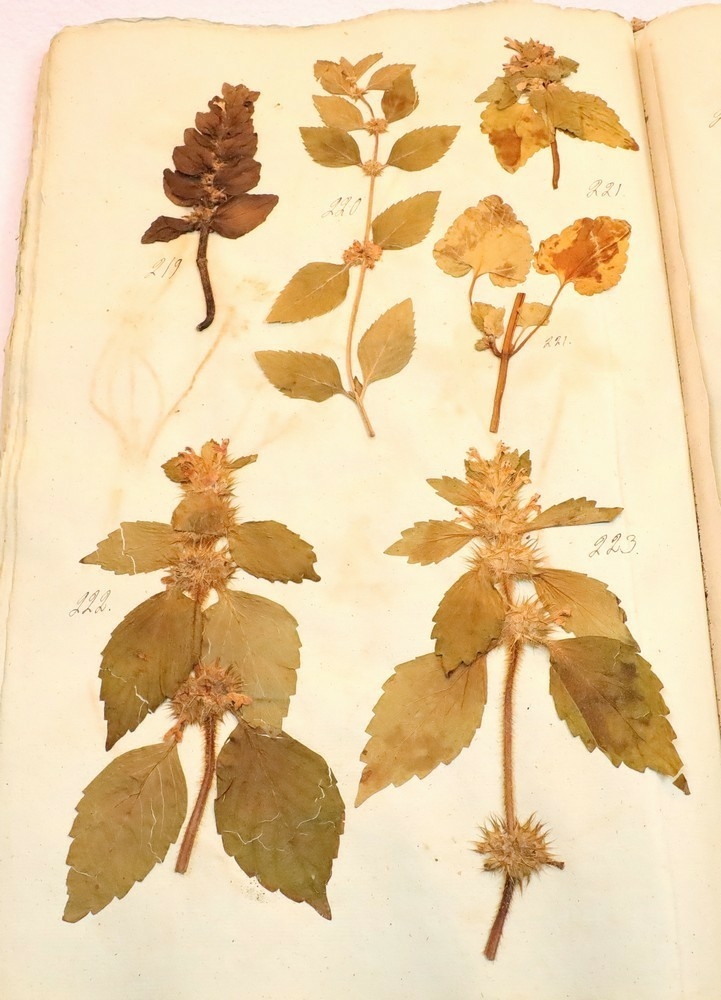 Plante nr. 220 frå Ivar Aasen sitt herbarium.  