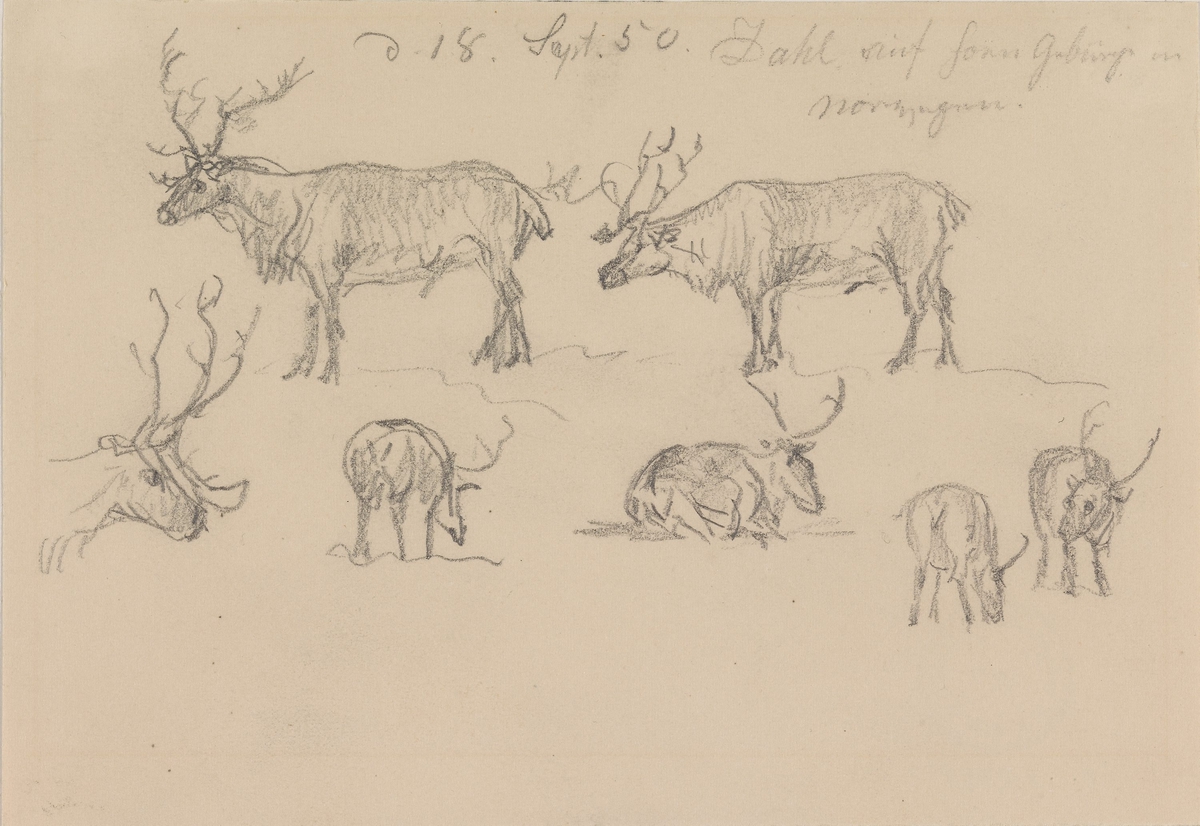 Syv reinsdyr [Tegning] - Nasjonalmuseet, billedkunstsamlingene ...