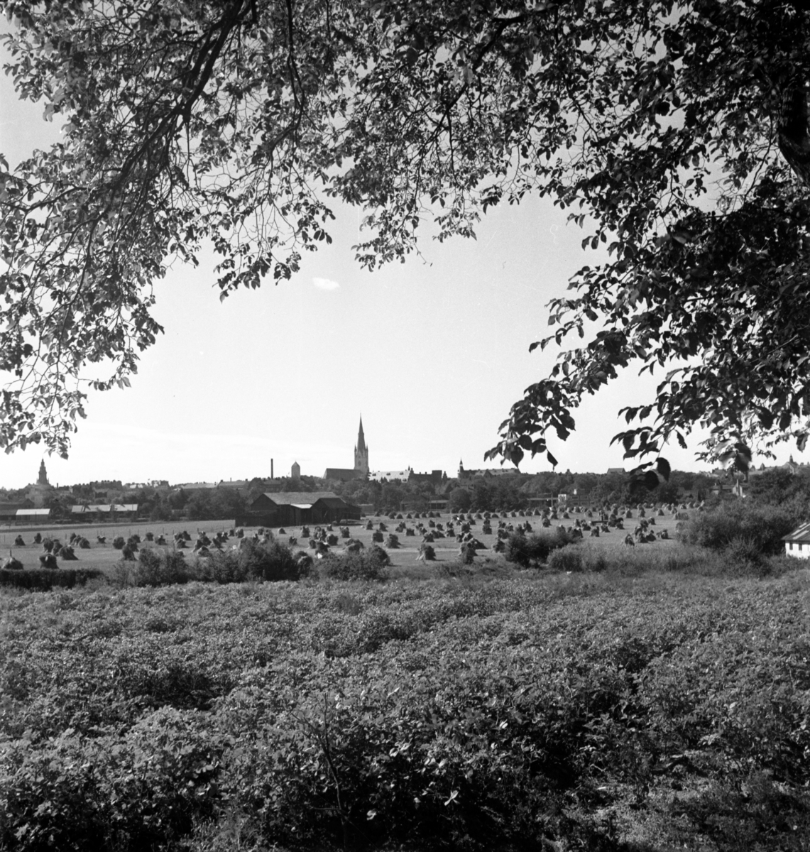Linköping sett från Kallerstads Allé år 1940. Domkyrkan. Fält. Hö. Åkrar.