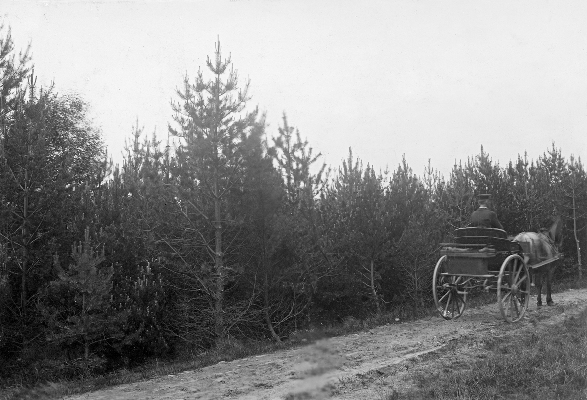 Tett, 20 år gammelt, plantet furubestand i Mykleskogen i Høyland i Rogaland.  Fotografiet er tatt fra en veg, der en mann sitter på en gig forspent en mørk hest til høyre på bildet. 