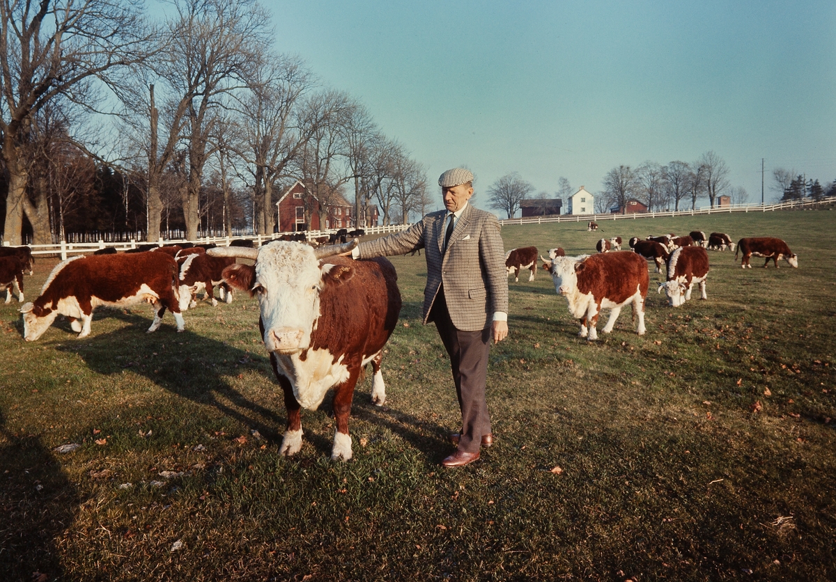 Köttdjur på Tornby gård, 1966.