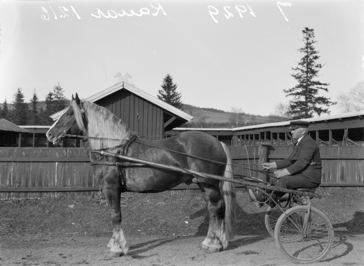 Hingsteutstilling på Smestadmoen 1929. Hingsten Rauar. Det mangler bilde i konvolutt nr.MAB 0432. Biri hesteavlsforening.