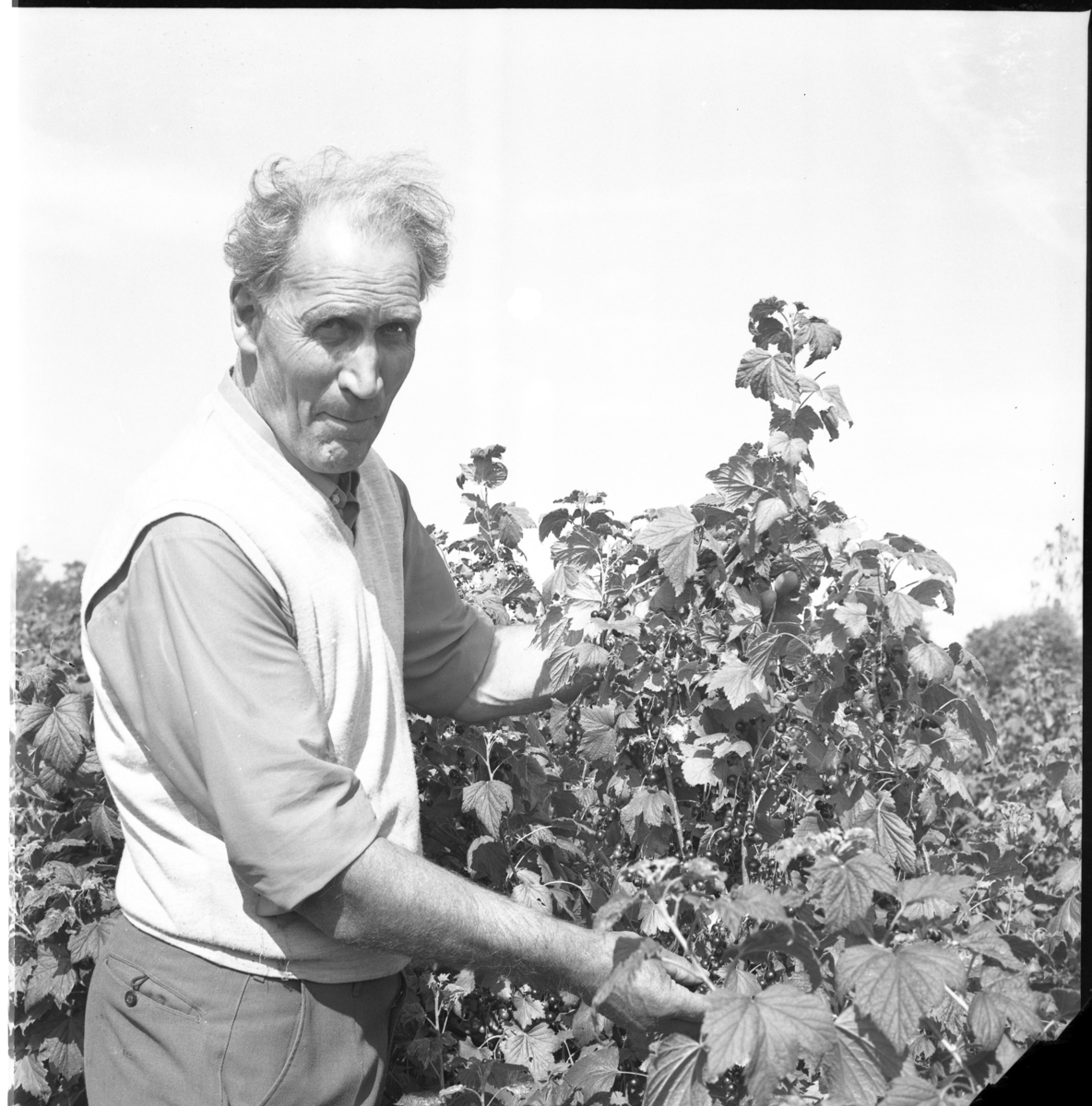 En man står vid en vinbärsbuske. Det är sommar.