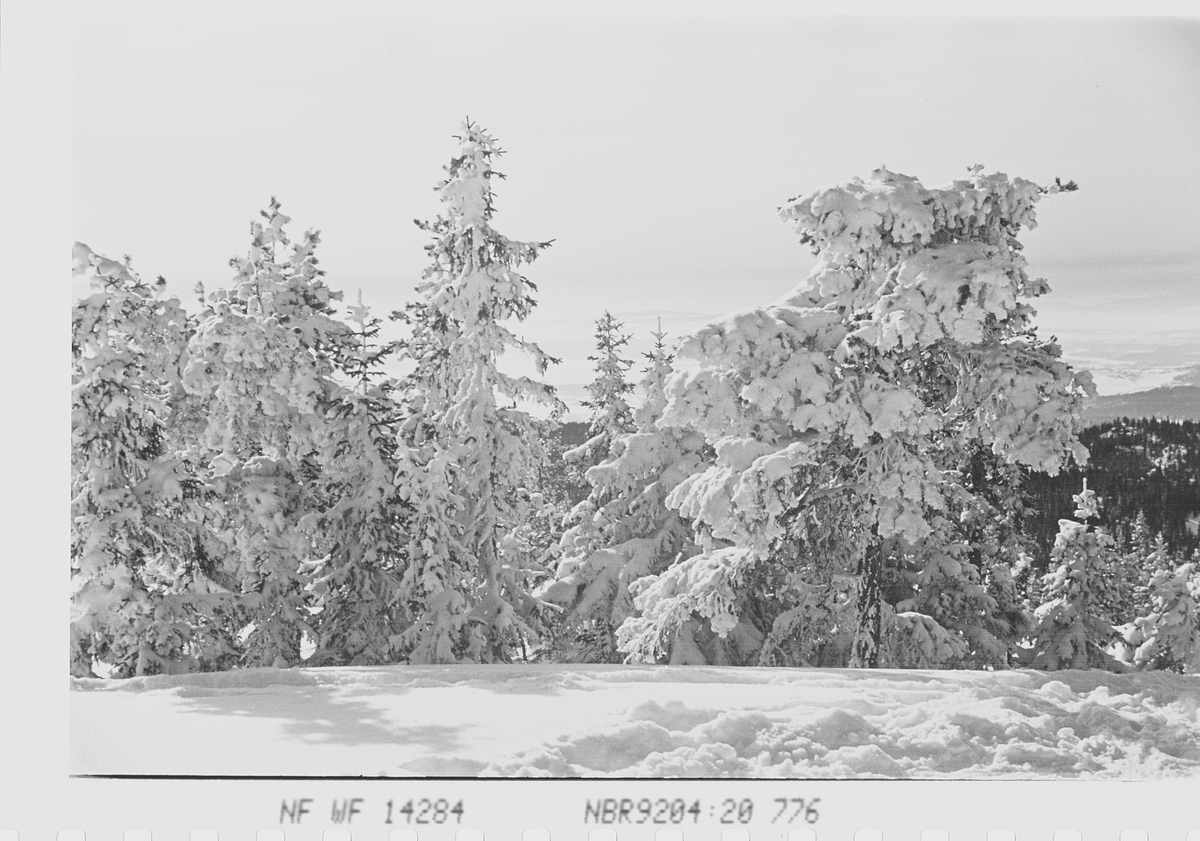 Skogsparti vinterstid. RIngkollen, Ringerike. Fotografert 1941.