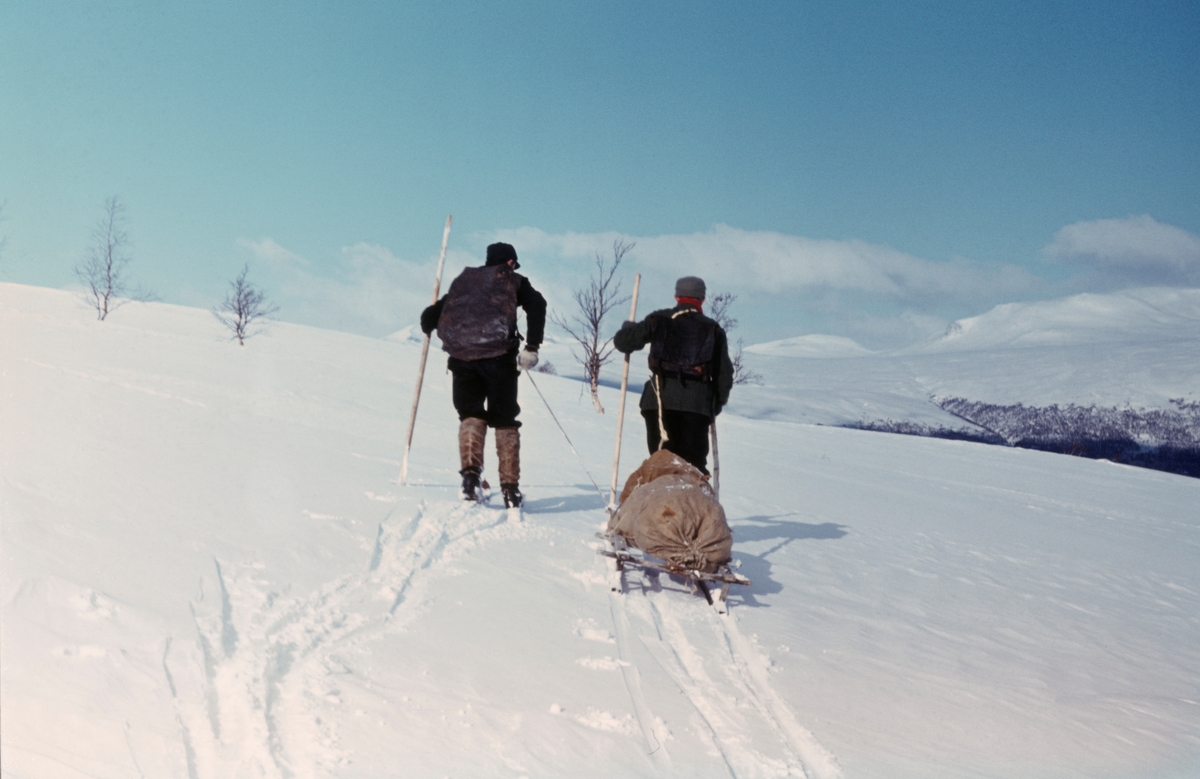 Snarefangst etter rype, Lesja i mars 1968. Transport av ryper med skikjelke. T.v. Edvard Dorseth, Lesjaverk, t.h. Ola Bergene fra Bjorli.