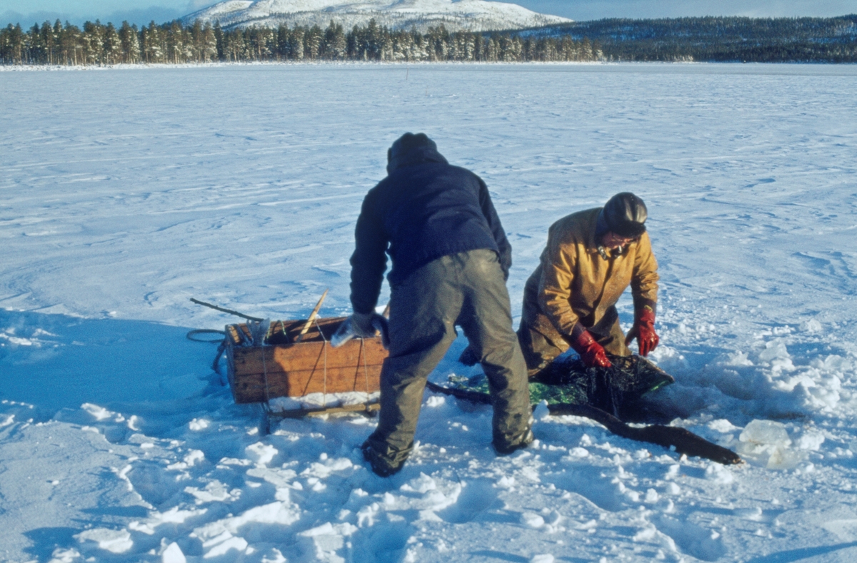 Fra veslefiske, garnfiske etter harr i Isteren, Engerdal, Hedmark. Herman Ingebrigtsen (1920-2010) og Magne Bjørnstad (1926-1987) fra Elvål i Øvre Renda var blant de siste som praktiserte det såkalte «veslefisket». Dette var et gytefiske etter sik, som foregikk på grunt vann utenfor Elvålsvollen, på vestsida av sjøen, fra 25. oktober og en måneds tid utover høsten. Da fisket startet kunne det fortsatt være åpent vann og mulig å sette garn fra båt, men i løpet av gyteperioden la det seg alltid is. Da måtte fiskerne vente litt på at isen skulle få nødvendig bæreevne. Ettersom det gjaldt å fiske mest mulig mens gytinga fortsatt pågikk, forekom det nok at karene stiltret seg ut på vel tynn is. Ettersom det var grunt på gyteplassen ble det brukt garn som bare var cirka en meter brede. Større garn ville lett har frosset fast i isen. Garna ble satt gjennom hull i isskorpa. Deretter ble de trukket jevnlig, og fangsten ble tatt ut, før garnet ble satt tilbake under isen. Fisken frøs på stedet, men noe ble også saltet med sikte på mer langsiktig lagring. I likhet med det mer langvarige vår- og sommerfisket i Isteren var «veslefisket» regulert gjennom et lottsystem. Herman Ingebrigtsen på dette fotografiet, for eksempel, hadde bare en tolvdels lott, noe som innebar at han egentlig bare hadde anledning til å delta i fisket hvert tolvte år. Han leide imidlertid rettigheter av andre, som i begynnelsen av 1970-åra ikke lenger brydde seg om å praktisere rettighetene sine.