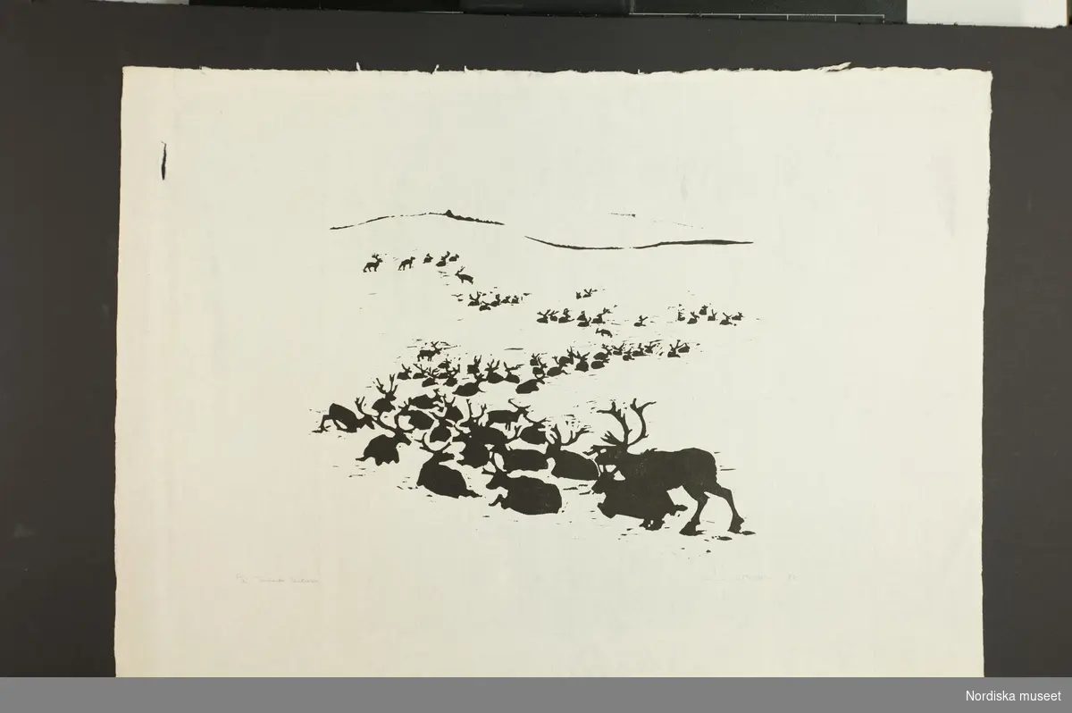 Grafiskt tryck, linoleum. Renar som vandrar i älv. Utfört av den nederländske konstnären Enno Brokke (1919-2007), 1952. L.A. 1425