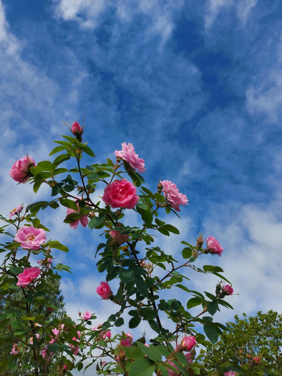 Vakre roser ved Gulbygningen (Foto/Photo)