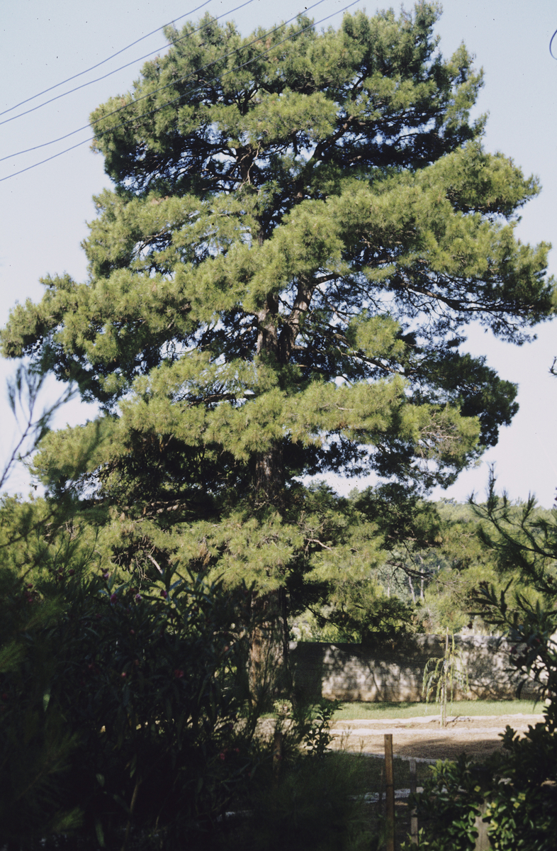 Aleppofuru, Pinus halepensis. Gokova.