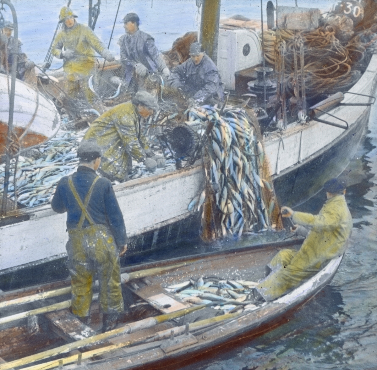 Håndkolorert dias. En gruppe fiske drar opp en not full med sild ombord i en fiskeskøyte. To menn hjelper til fra en robåt ved siden av skøyta.