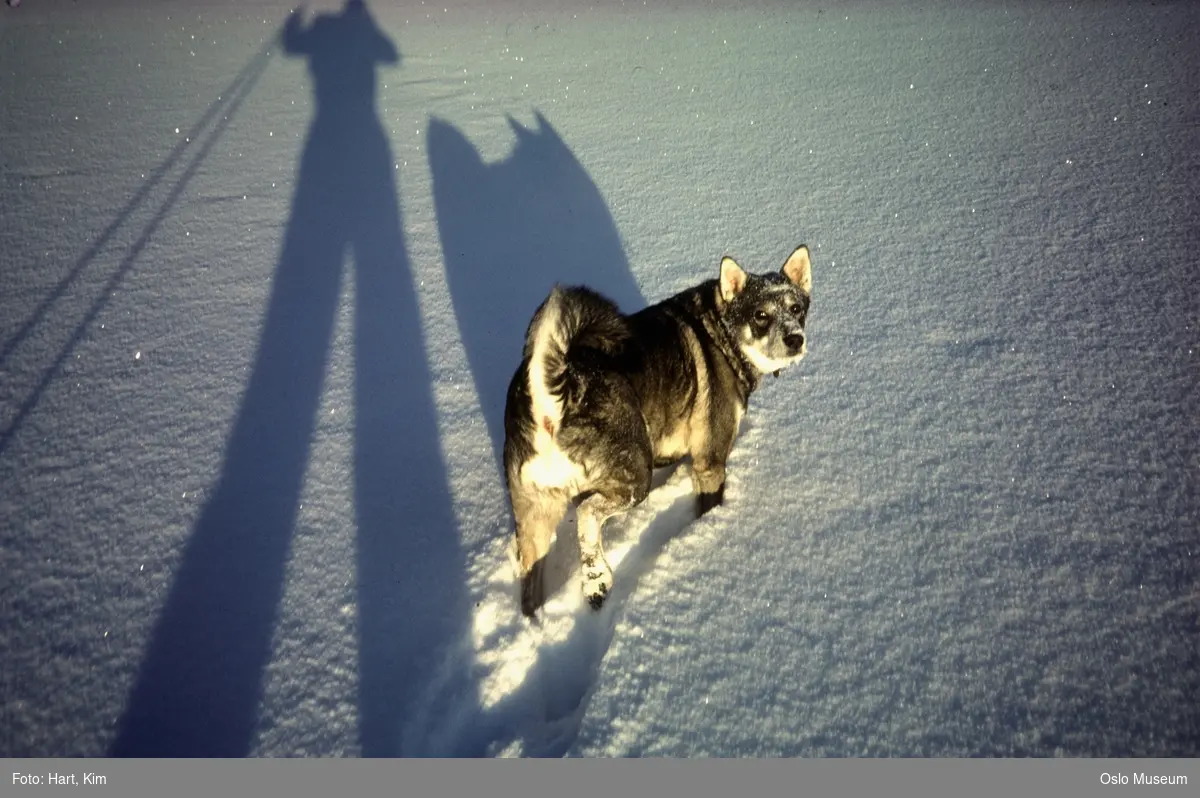 snø, hund Timba, fotografens skygge