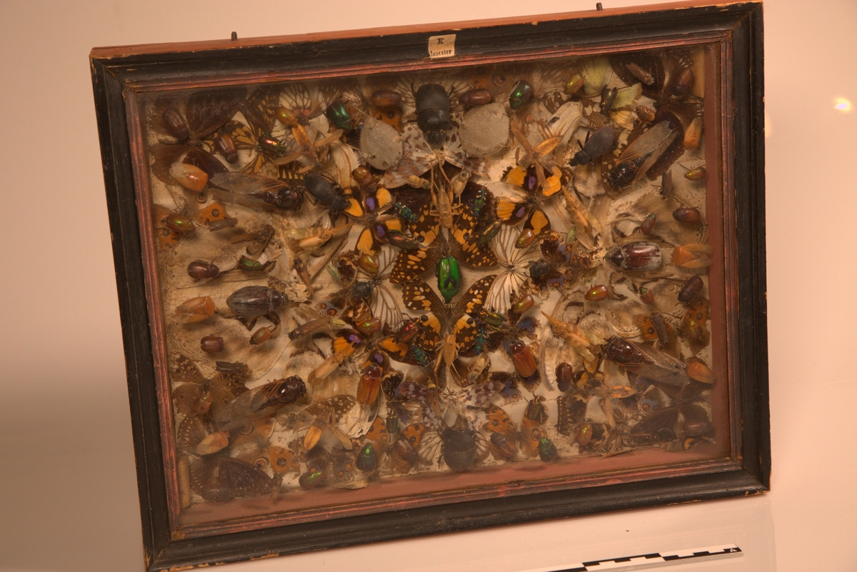 Glasskasse  med insekter og biller fra Egypt, ca 150stk