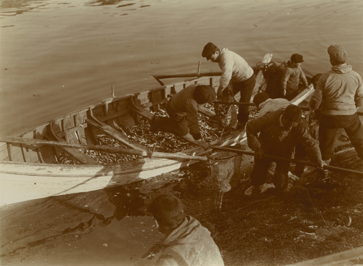 Fotografi från expedition till Grönland. Motiv av sex fiskare vid liten fiskebåt full med fisk.