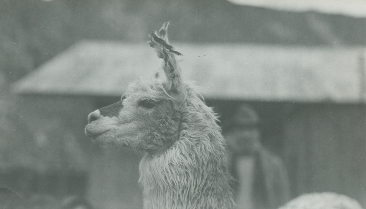 Fotografi från expedition till Peru 1920. Närbild av lama.