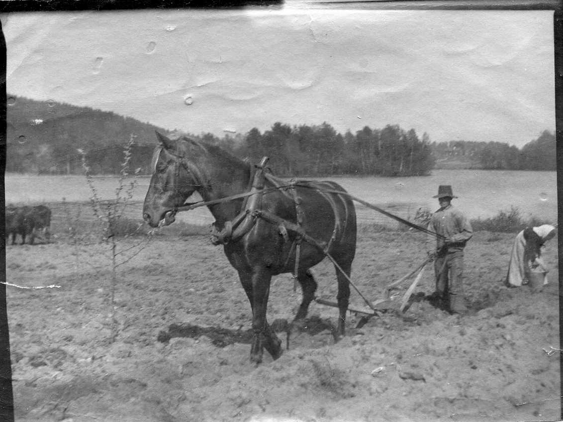 En man plöjer med årder bakom en häst. En kvinna med huckel och förkläde går bakom men en hink - sätter potatis?