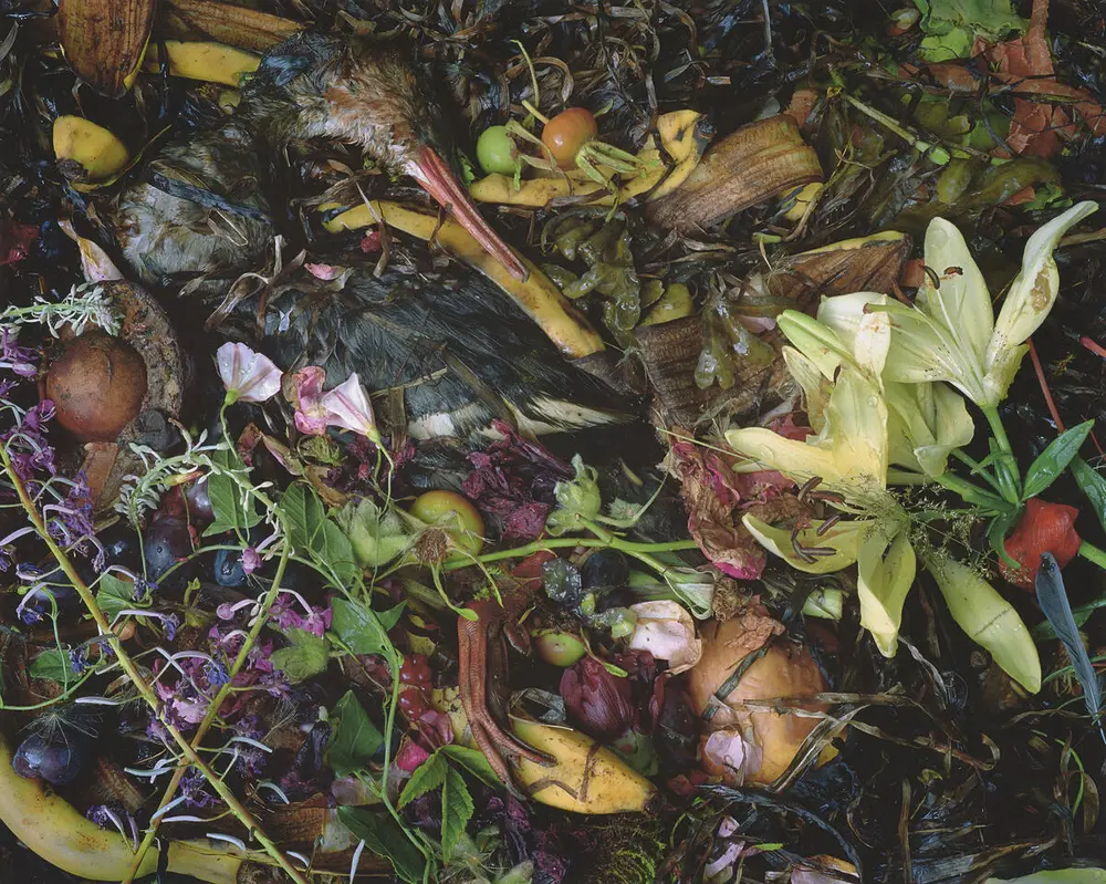 A picture of compost that contains both rotting flowers and a dead bird. The photograph is appearing both beautiful and grotesk.