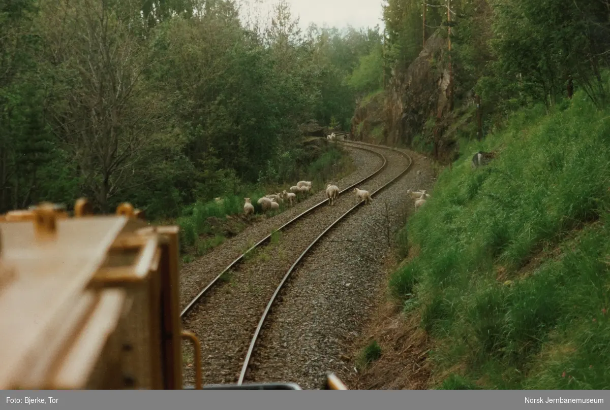 Sauer i sporet i nærheten av Skrukli på Valdresbanen. Tømmertog med diesellokomotiv Di 8