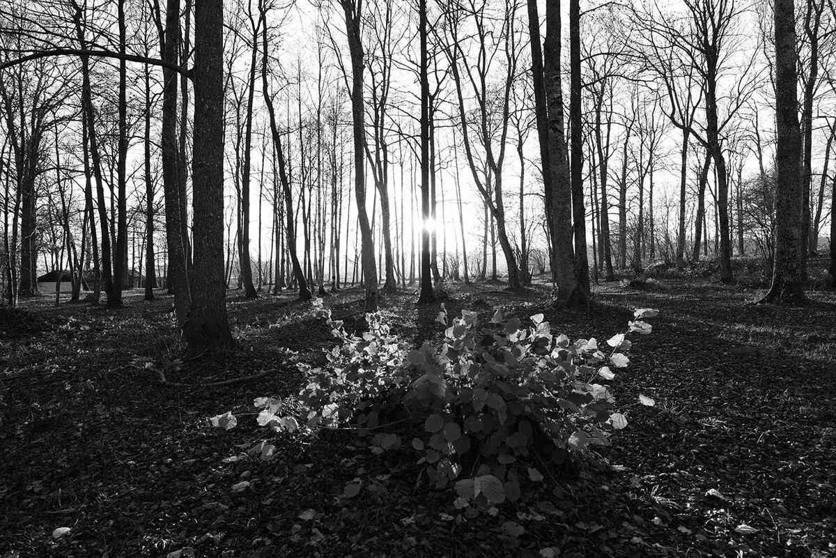 Svart-hvitt bilde av en skog. Horisonten er midt på bildet. Sola er lavt på himmelen rett over horisonten, skinner mellom trestammene. Fotografi.