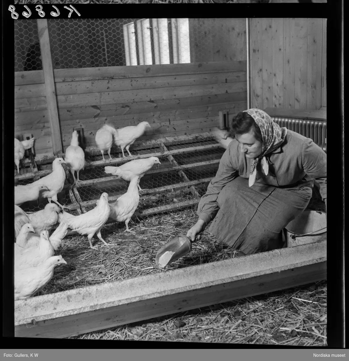 507 E Ultuna Fjäderfälaboratorium. En kvinna utfodrar höns.