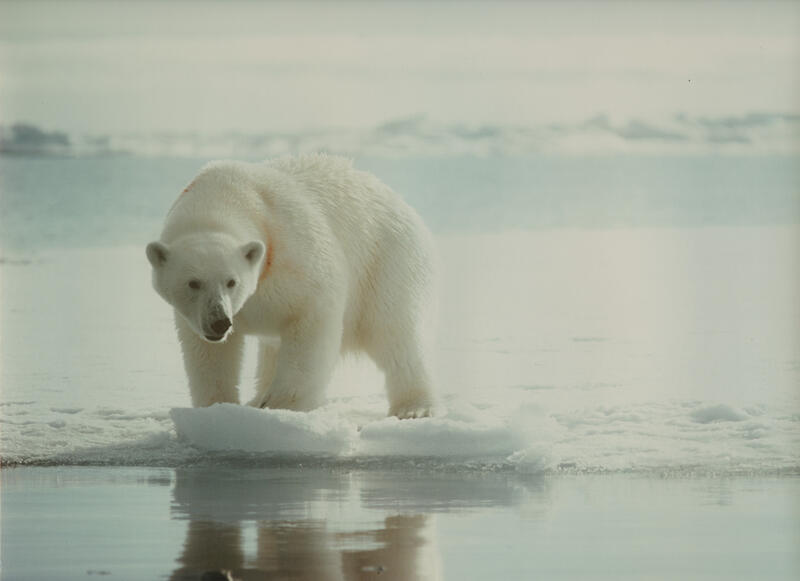 Bilde av isbjørn på havisen.