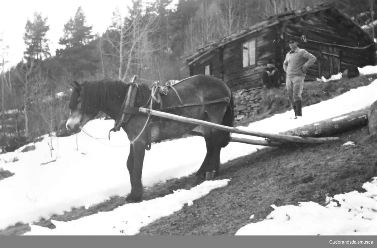 Håkon Ørjasæter (f. 1930) køyrer tømmer i Grimstadgjerdet