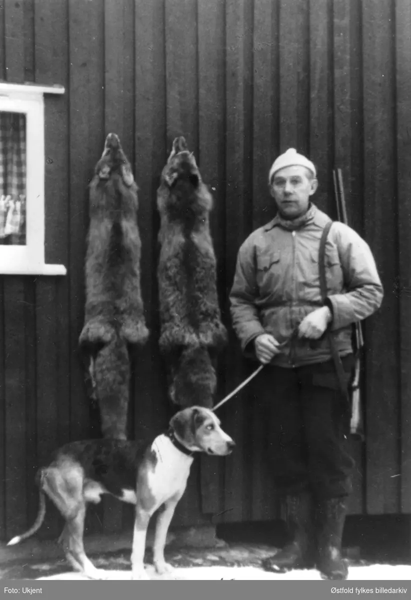 Jeger Ole Olsen F.? D.1989 med hund og gevær, rever henger på veggen. Bildet er tatt i 1964 foran hytta til Ågoth og Ole Olsen. Den ligger på Belsbymoen i Varteig
