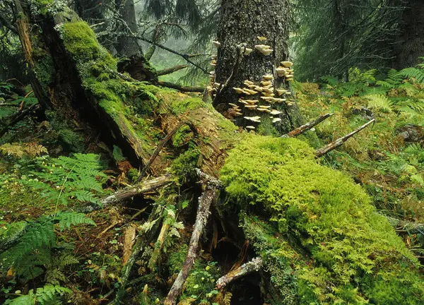 Bildet viser gammelskog, med mosedekte trær og sopper