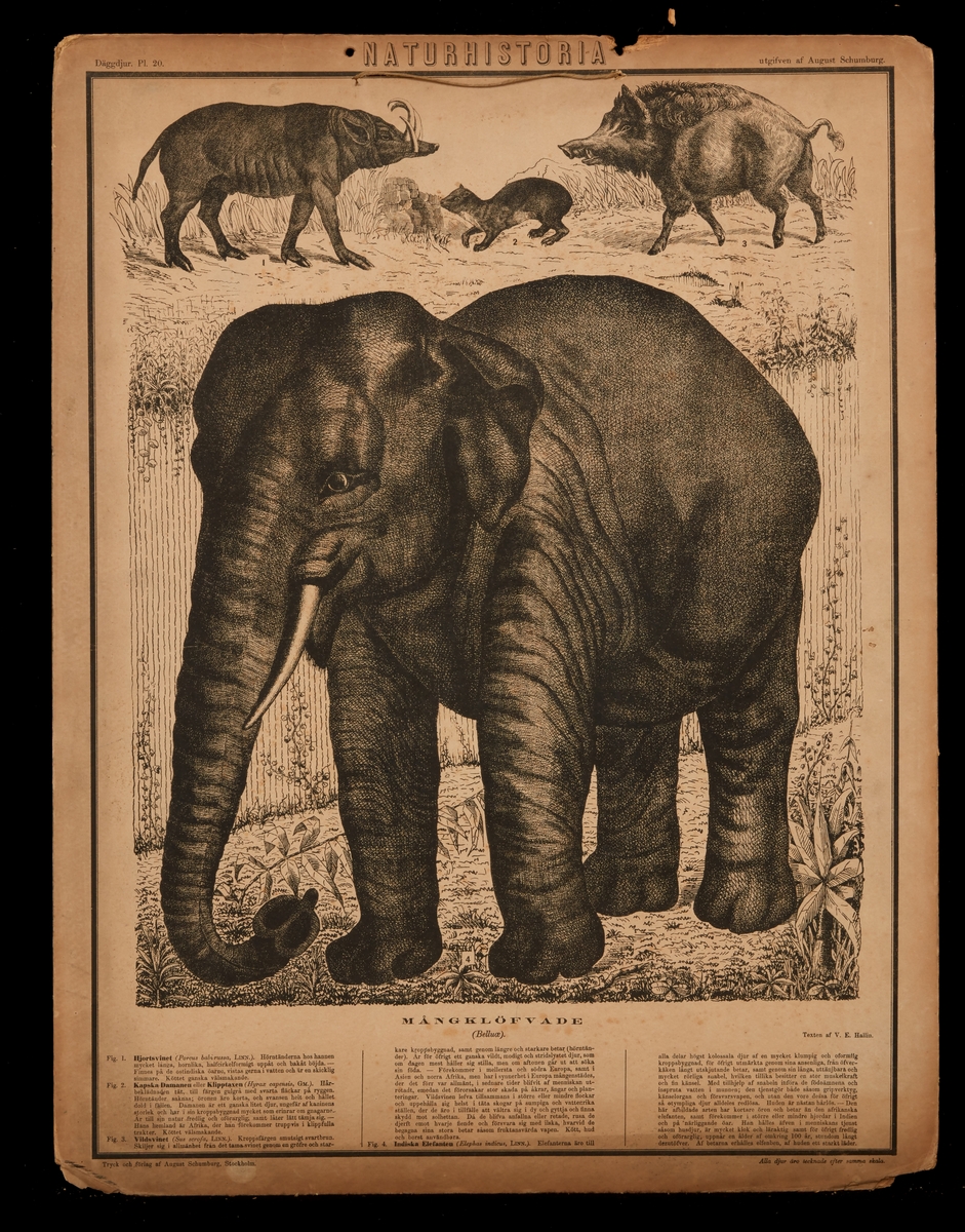 Stor folder innehållande litografiska planscher över djur. Folder av kanvas och papp.