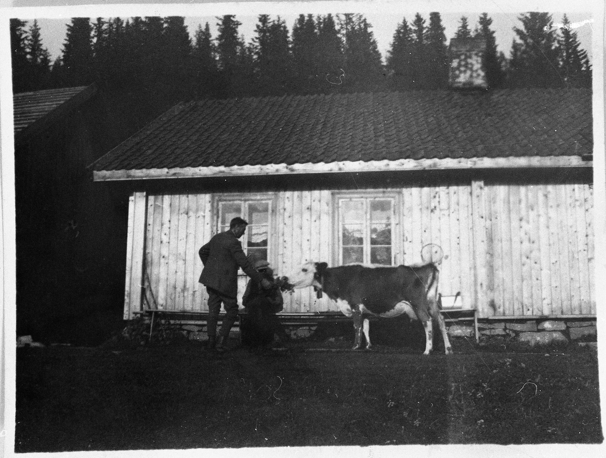 Bygning i Brennsætra på Totenåsen ca. 1925. Kua foran bygningen er blandingsrase.