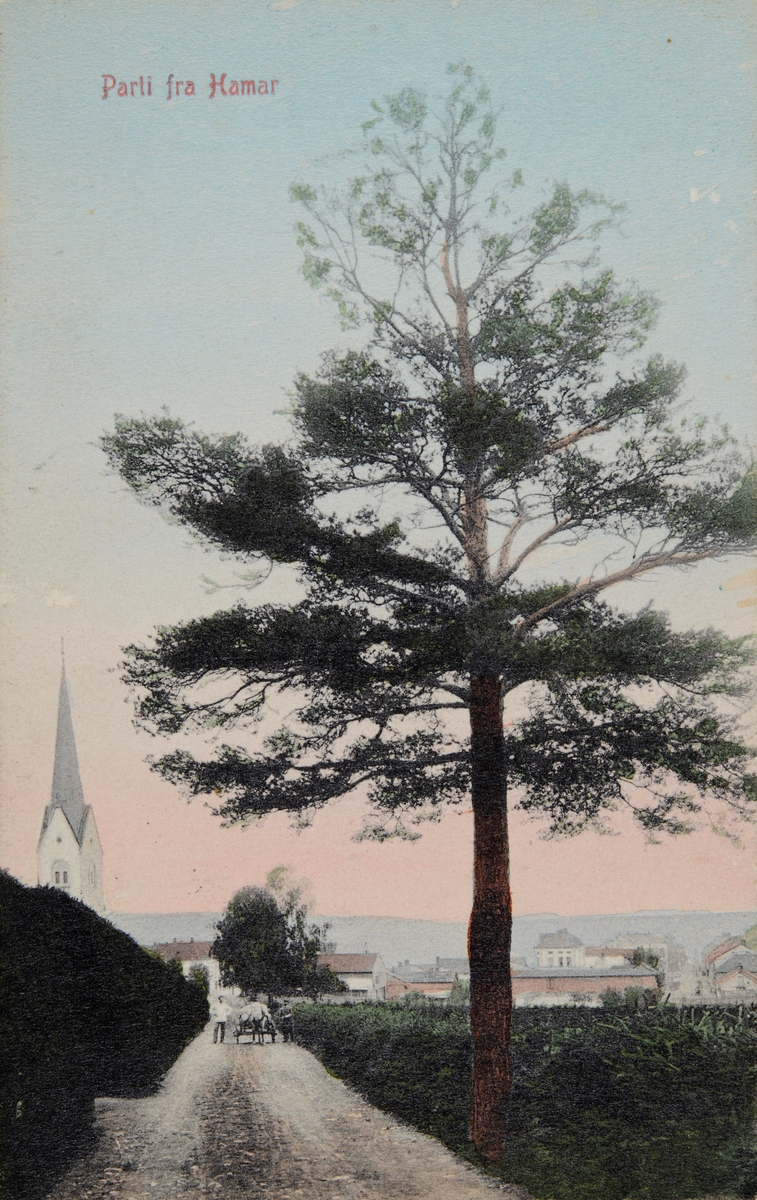 Postkort, Hamar domkirke, Sagatun, furutre i Sagatunvegen, "Parti fra Hamar"