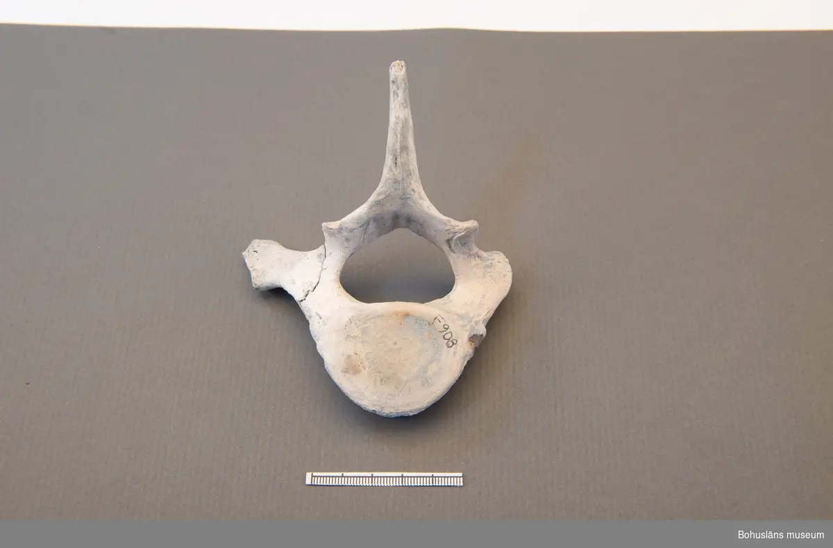 Delfinkota, delvis skadad.

Fyndet påträffades i den s k "Djupa gropen", ett område som hör till ett av de äldsta mesolitiska lagren inom boplatsen, daterat till ca 9 500 - 10 000 år före nu.