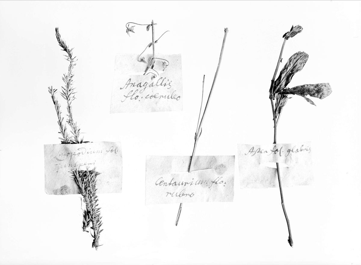 Linnémuseet, torkade växter från herbarium