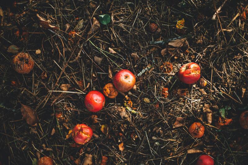 Nærbilde av røde epler som ligger på toppen av en kompostbinge.