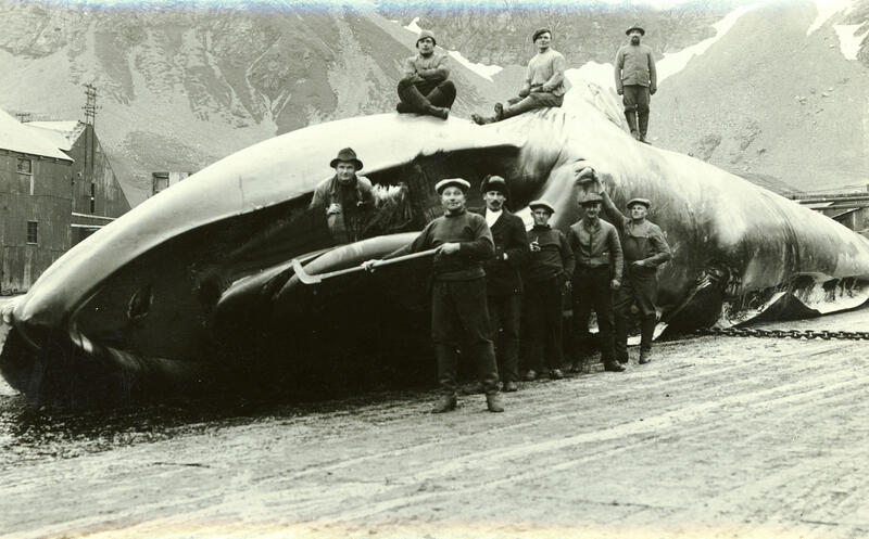 Sort-hvitt bilde av en stor blåhval. Det står flere menn rundt hvalen og oppå. De ser alle mot kamera.