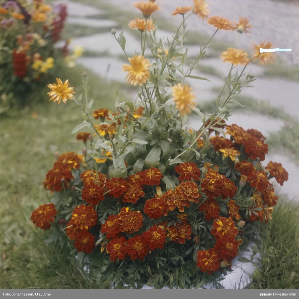 Foto av blomsterpotte på ukjent sted

Antagelig Finnmark

Trolig tatt på 1970-tallet