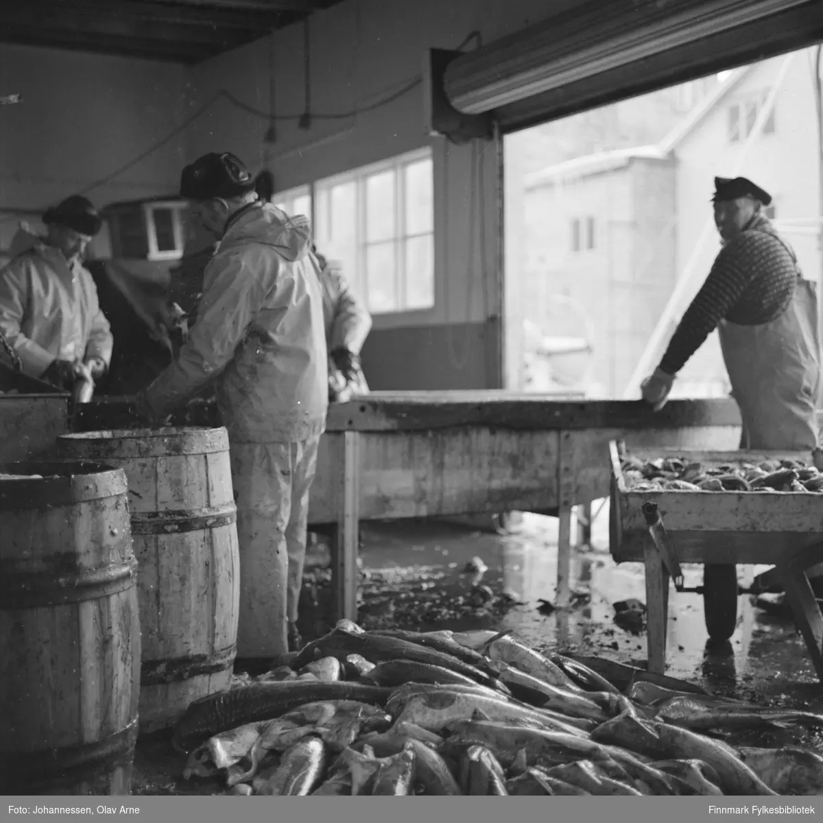Foto av ukjente menn i fiskearbeid, trolig tatt i Finnmark en gang på tidlig 1970-tallet