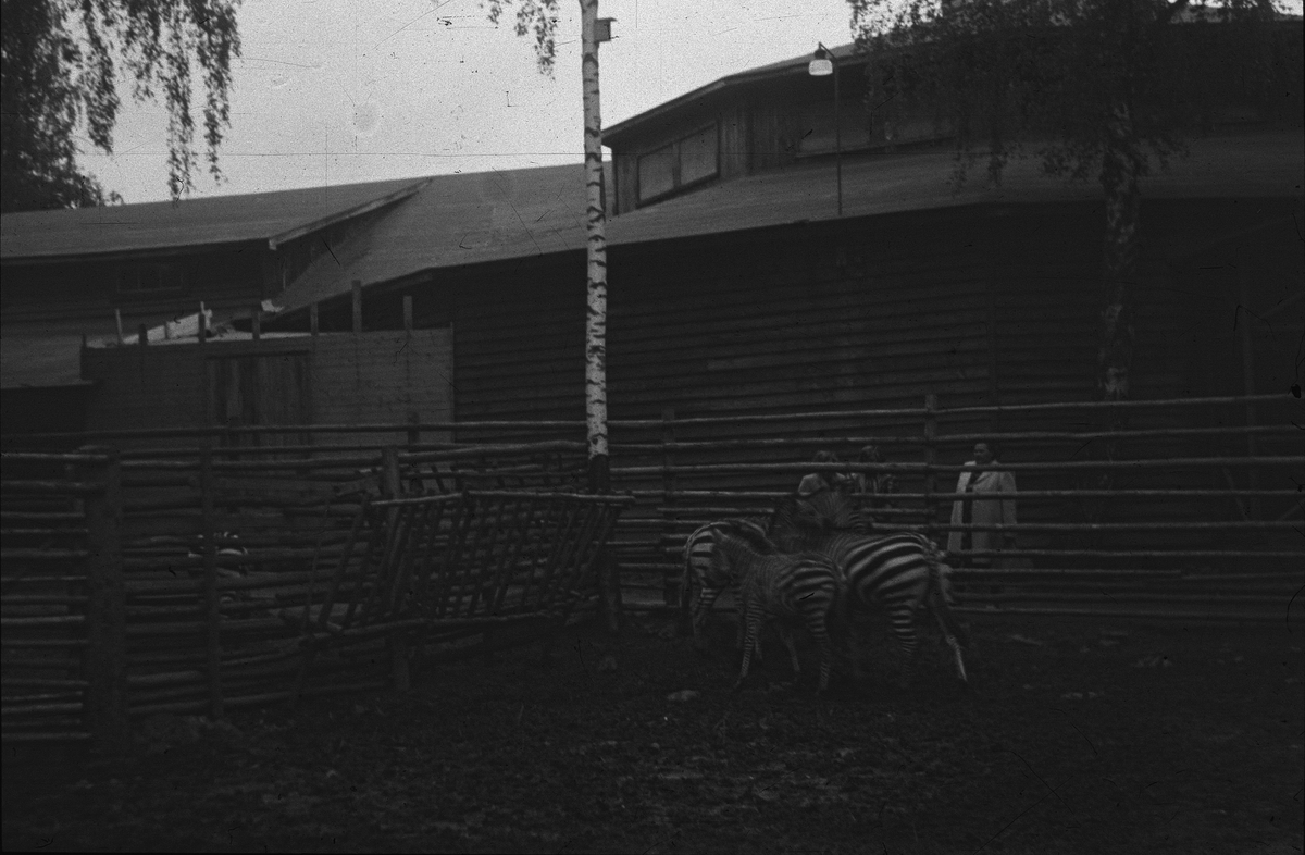 Zebror i djurpark