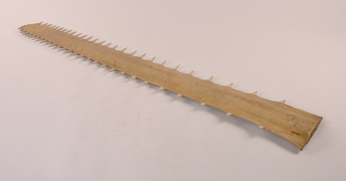 Et sverdfisknebb. 109 cm