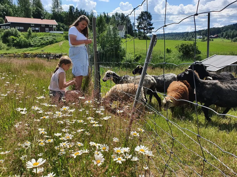 Vilde og Engla står og snakker med sauene. Blomstereng i forgrunn.