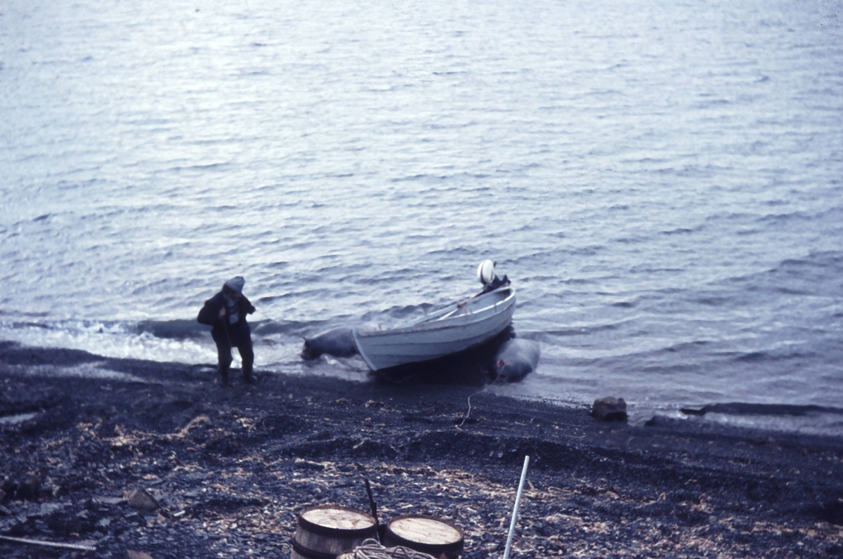 Fangstbåt, fangstmann drar i land 2 storkobber. Fra Einar Sletbakk og Audun Paulsens overvintring.