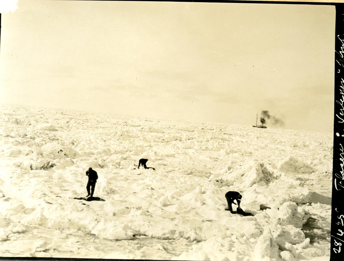 Bilde fra den nederlandske gruveperioden i Barentsburg/Green Harbour. Etter Count Van Hogendorp, en nederlandsk ingeniør rundt 1922 i Barentsburg. Sommerfangst i isen. Sel blir flådd. Skute i bakgrunnen