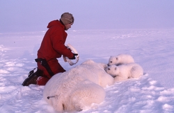 Bilder fra arbeid med isbjørnmerking. Bedøvet binne med to u