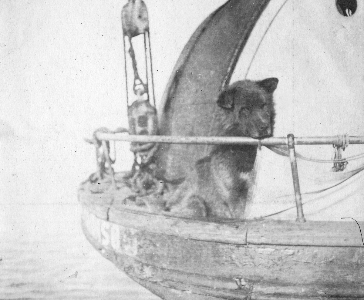M/S Nøis fra Tromsø. Liten fangstbåt med hund om bord. Bilder etter Albert Edwin Nicholls, født i London 1905, død 1981.Emigrerte til Australia i 1969. Nicholls jobbet som ineniør på Svalbard i 1925-26 for Anglo Russian Grumant Company Ltd (ARG co.Ltd)