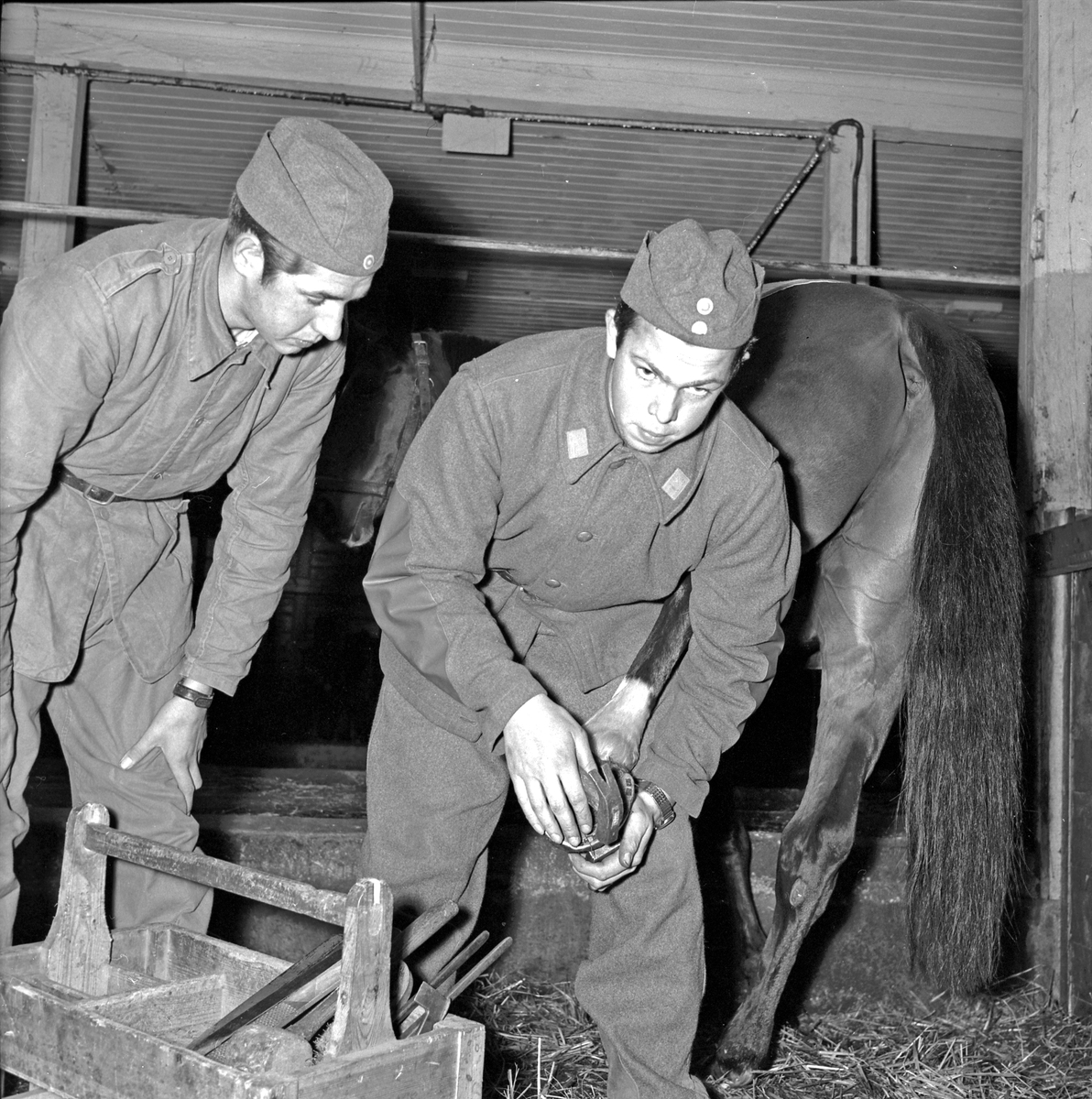 Två soldater från Hälsinge regemente (I14) skor om en häst