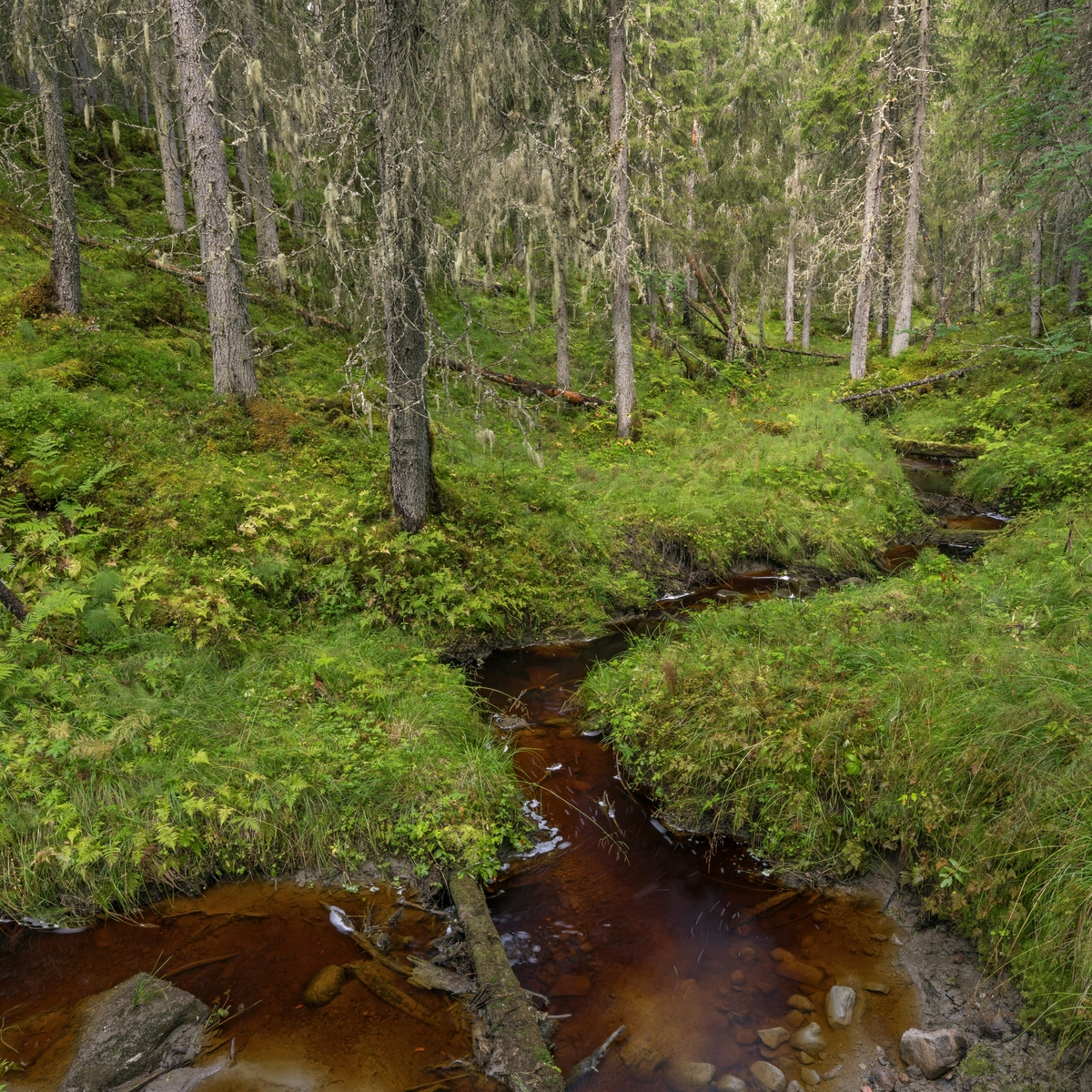 Skogsbekk i gammel granskog. Fra Dølaelva naturreservat, Namsos, Trøndelag. Boreal regnskog som ble vernet i 1992. Her finnes flere sjeldne og utryddingstruede lavarter. Naturtypen finnes kun i kyststrøkene i Trøndelag og sør i Nordland og er internasjonalt truet.