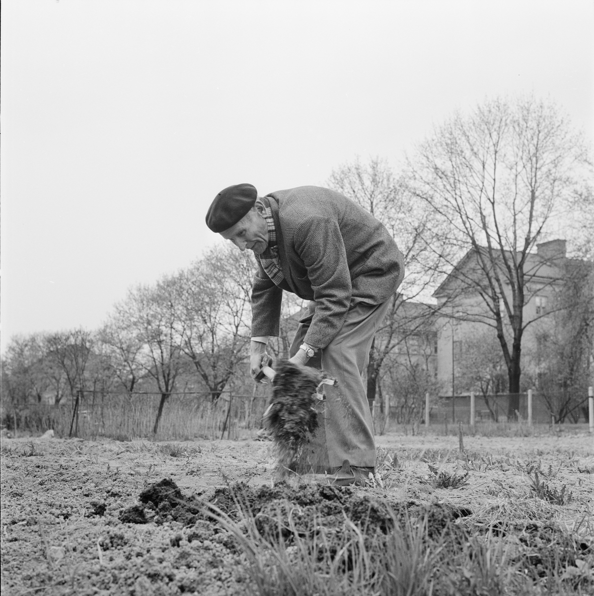 "Gubbe som sätter potatis", Uppsala april 1964