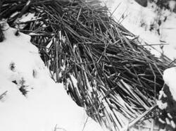 Tømmer som er veltet utfor en bratt snødekt skråning mot et 