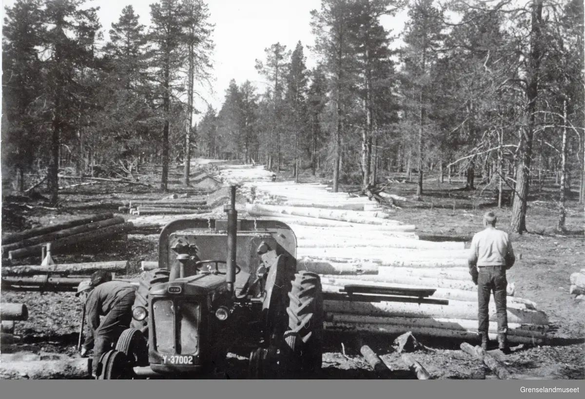 Tømmeropplag i Pasvikdalens skoger. Tømmerdrift. En traktor og en person står framfor tømmerstokkene, til venstre for traktoren står en mann bøyd over noen tømmerstokker.