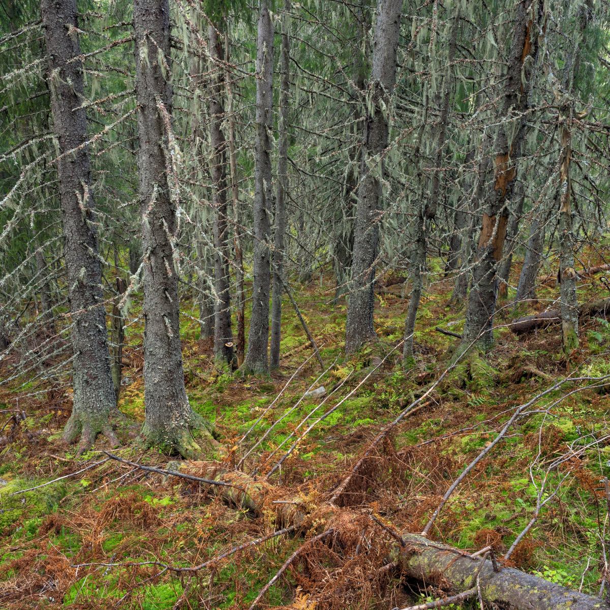 Gammelskog med huldrestry- en rødlistet, sterkt truet hengelav. Som ...